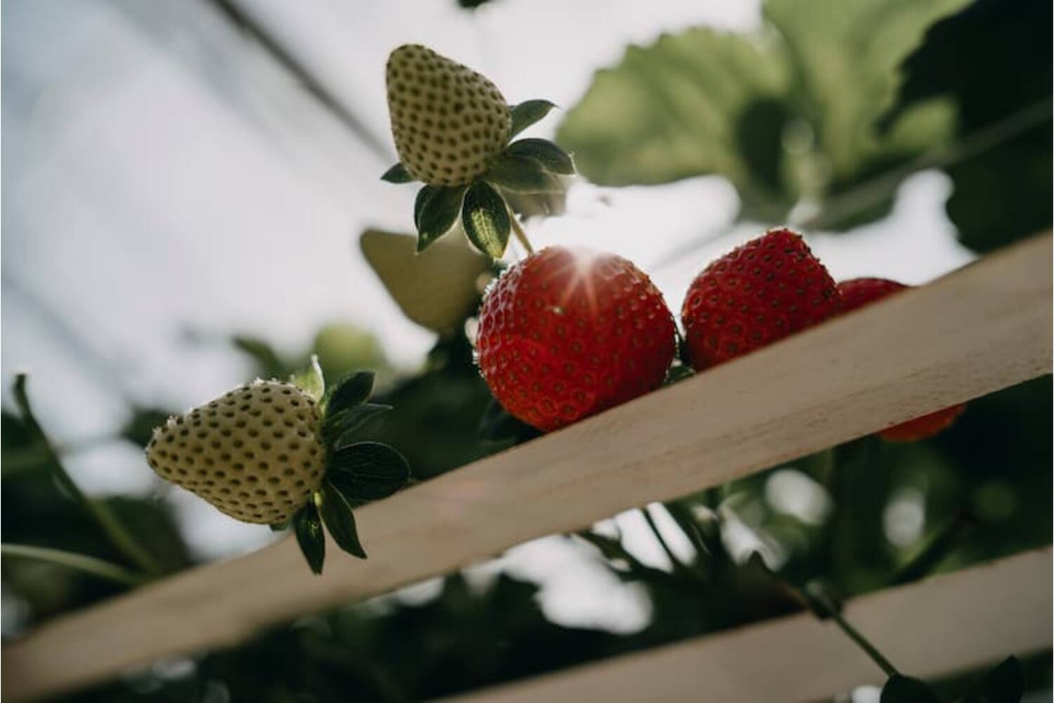 Aardbeien Prestige 500gr stuk 4